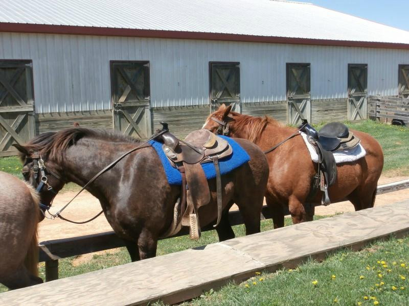 Star B Stables-斯汤顿必去景点