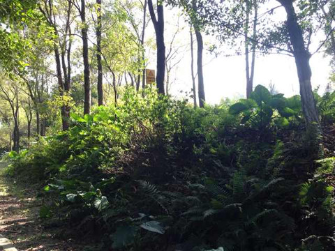 大夫山森林公园-广州市必去景点