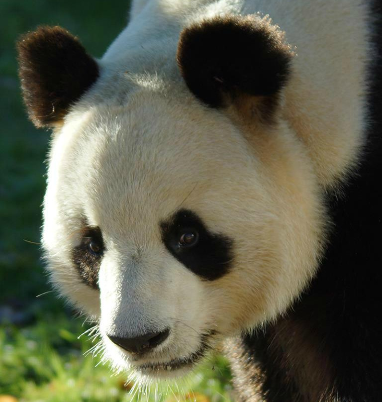 ZooParc de Beauval-圣艾尼昂必去景点