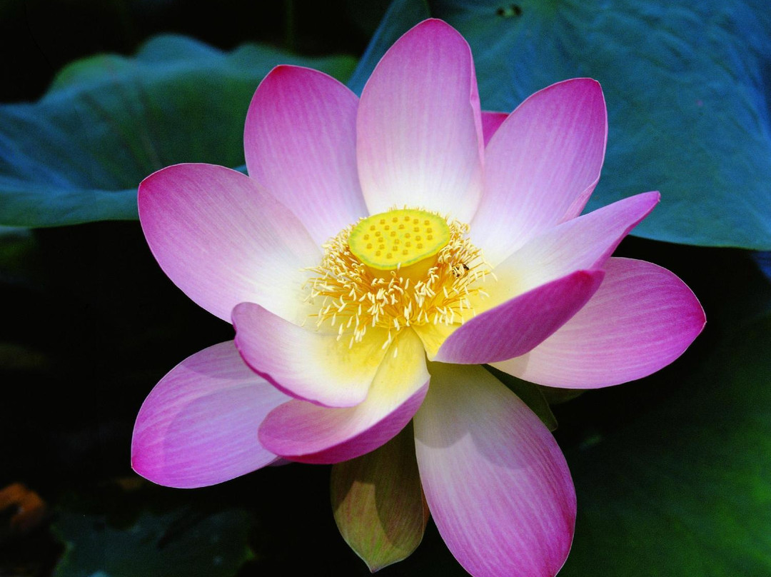 荷花园-蒙特西托必去景点