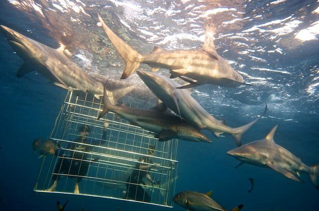 Shark Cage Diving景点图片
