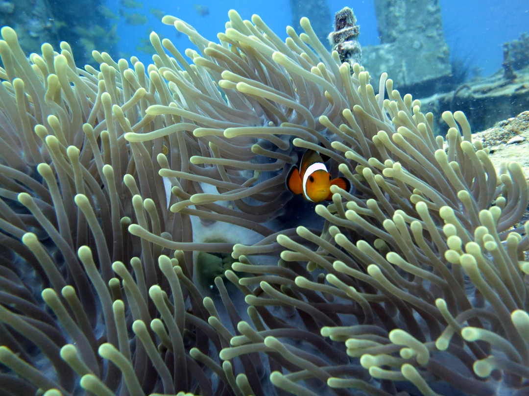 普吉岛安迪潜水体验-拉威必去景点