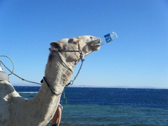 Sharm El Sheikh Tours-沙姆沙伊赫必去景点