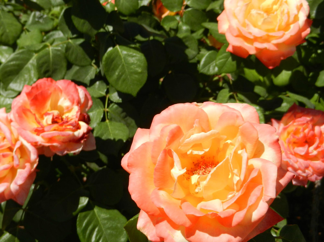 El Paso Municipal Rose Garden-埃尔帕索必去景点
