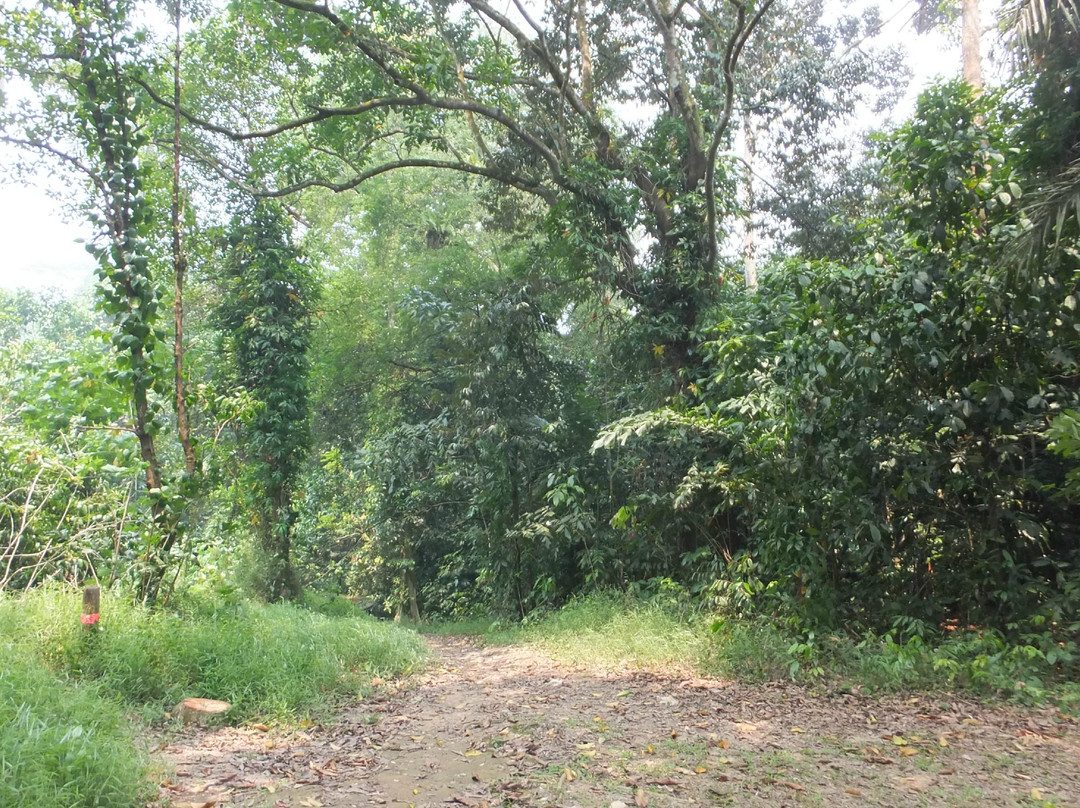 武吉知马自然保护区-新加坡必去景点