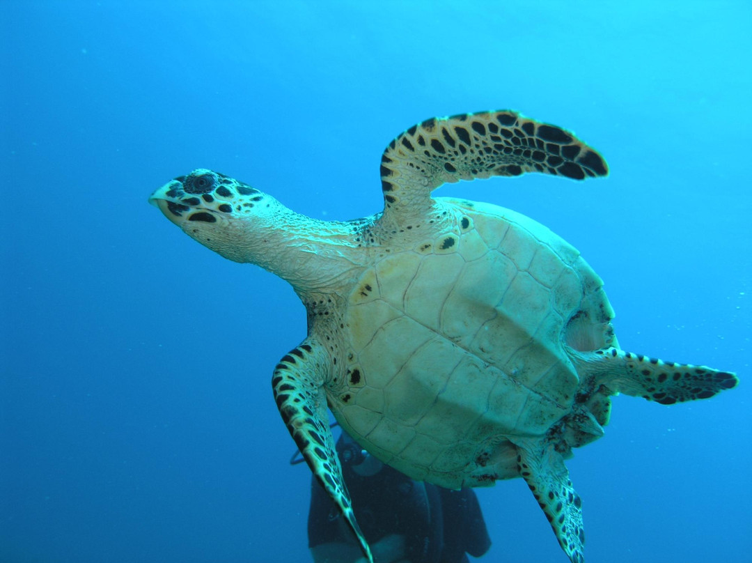 Funseaker-圣马丁岛必去景点