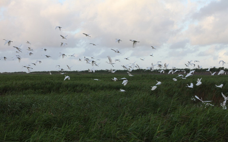 西沙湿地公园-崇明县必去景点