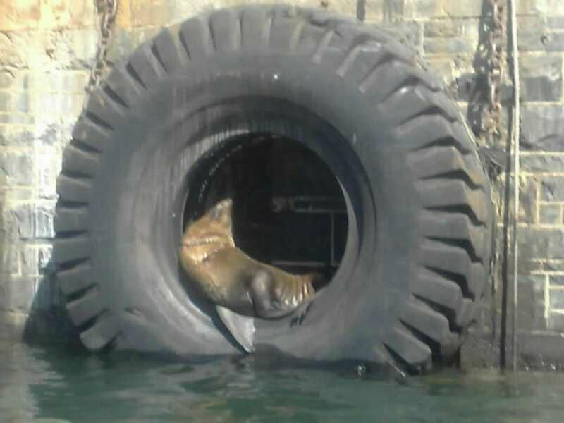 Steamboat Vicky-开普敦中心区必去景点