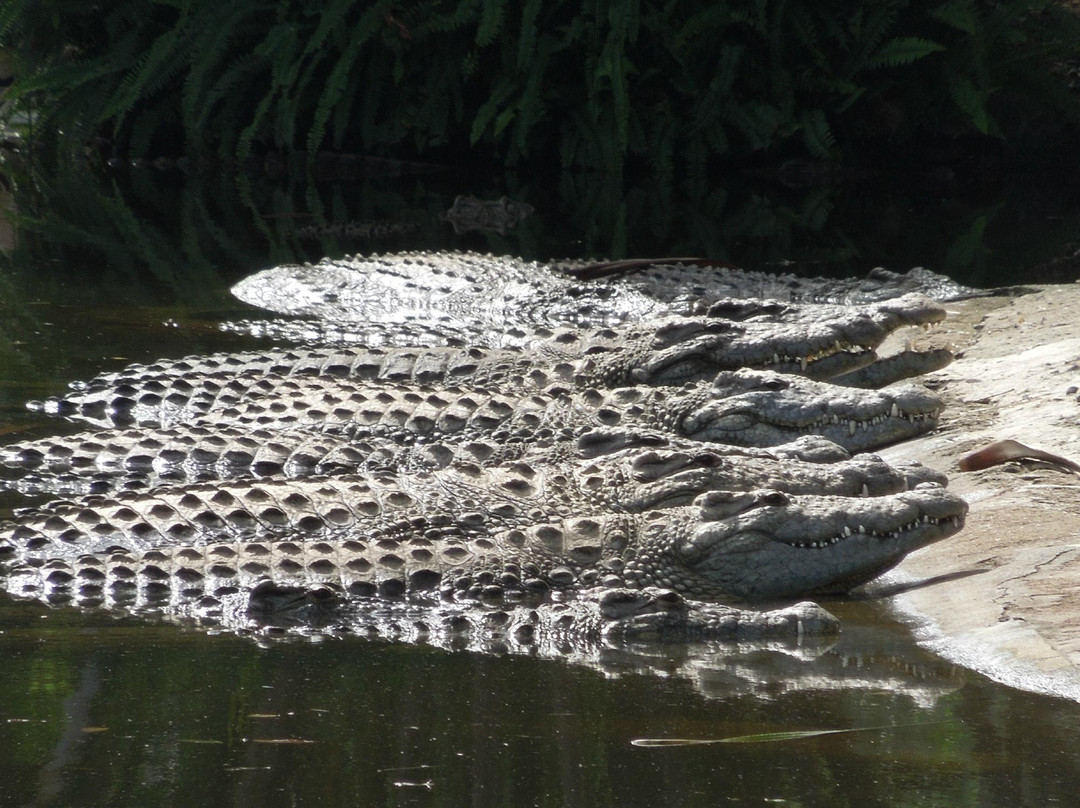 Riverbend Crocodile Farm-南帚必去景点