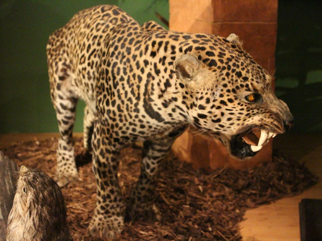 Leeds City Museum