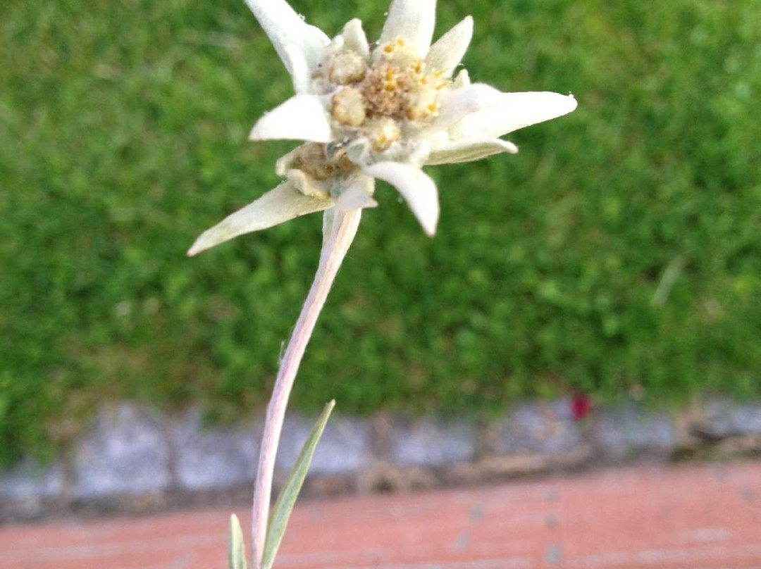 All Things Garmisch - Day Tours-加米许-帕坦克辛必去景点