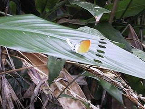 武吉知马自然保护区-新加坡必去景点