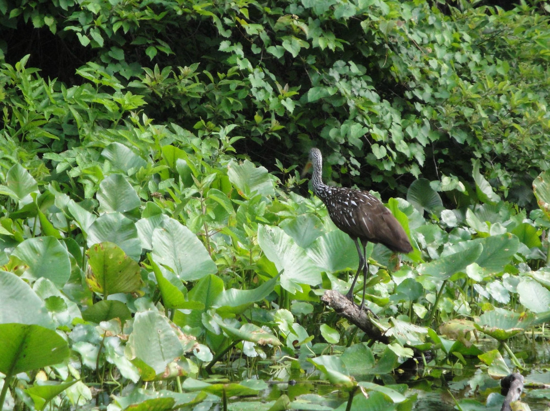 King's Landing-Apopka必去景点