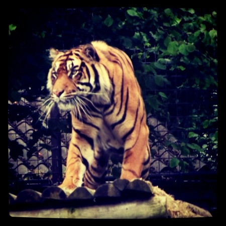 Belfast Zoo景点图片