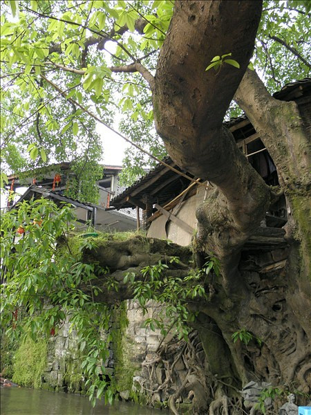 偏岩古镇景点图片