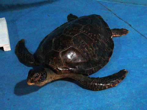 杭州极地海洋世界-杭州市必去景点