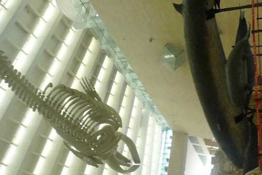 国家动物博物馆-北京市必去景点