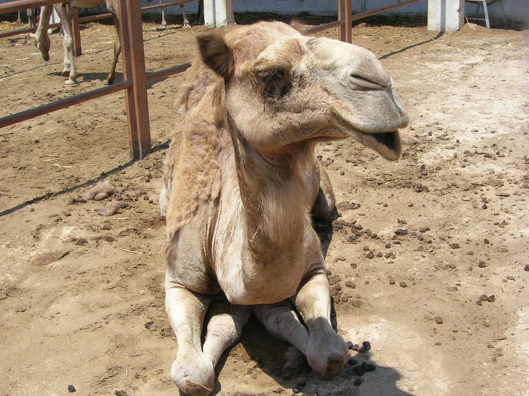 Camel Park-玛佐托斯必去景点