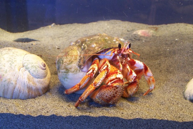 Ucluelet Aquarium景点图片