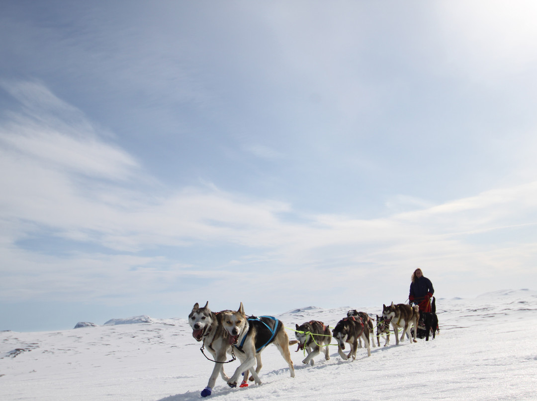 Geilo Husky Day Tours-耶卢必去景点