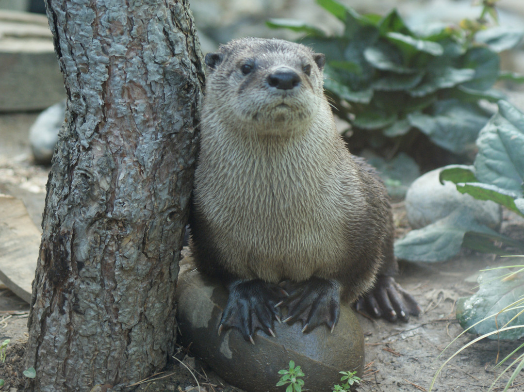Sacramento Zoo-沙加缅度必去景点