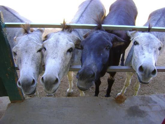 Donkey Sanctuary Aruba-Santa Cruz必去景点