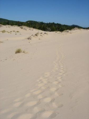 Oregon Dunes National Recreation Area-Reedsport必去景点