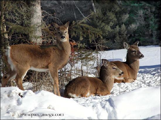 Parc Oméga-蒙泰贝洛必去景点