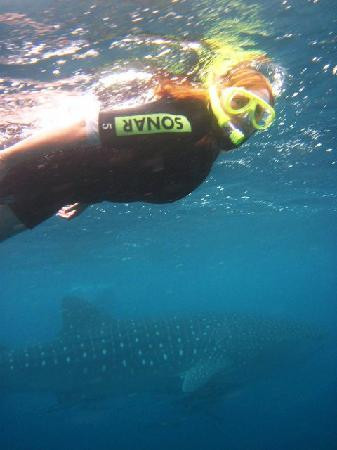 Ningaloo Reef-Ningaloo必去景点