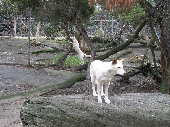 Walkabout Wildlife Sanctuary景点图片