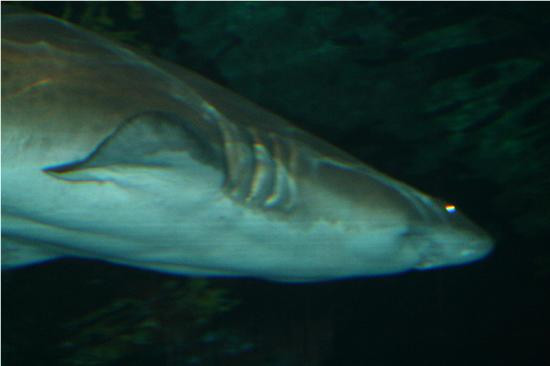 莱利大烟山水族馆-盖林柏格必去景点