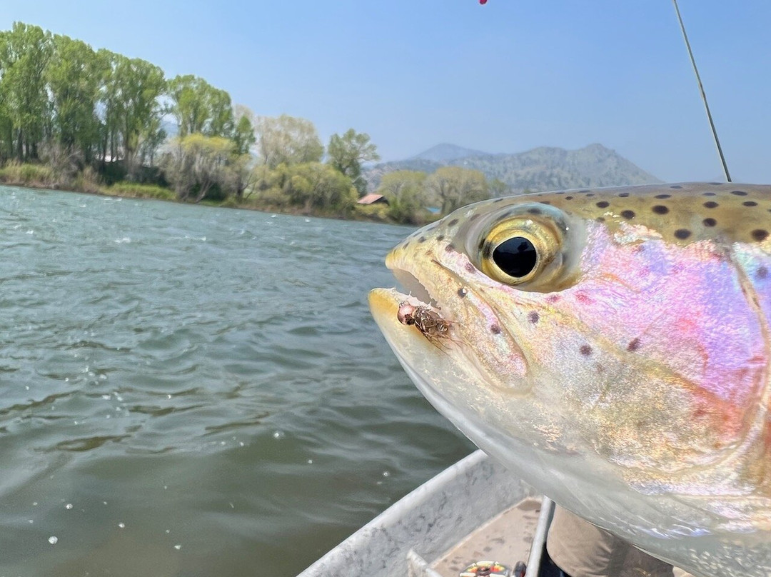 Fins & Feathers Guide Service-博兹曼必去景点