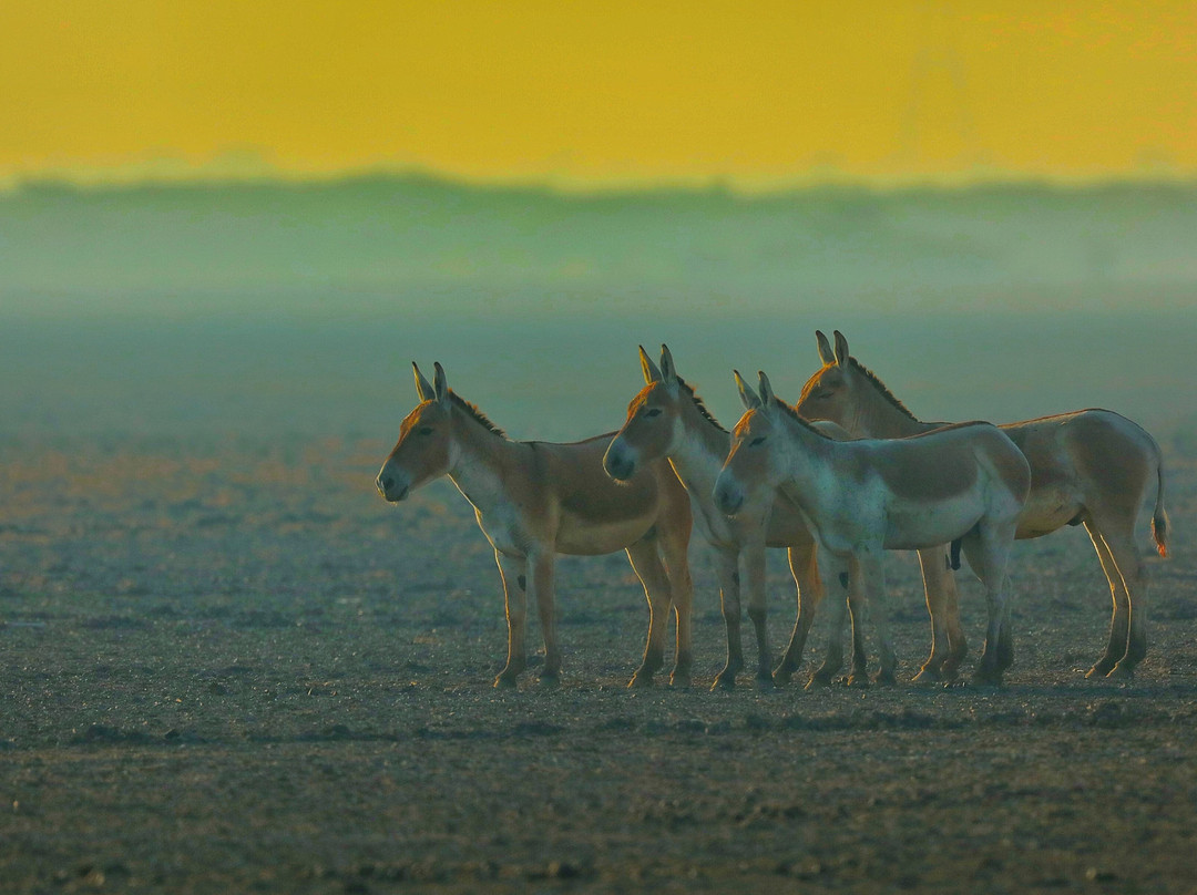 Little Rann of Kutch景点图片