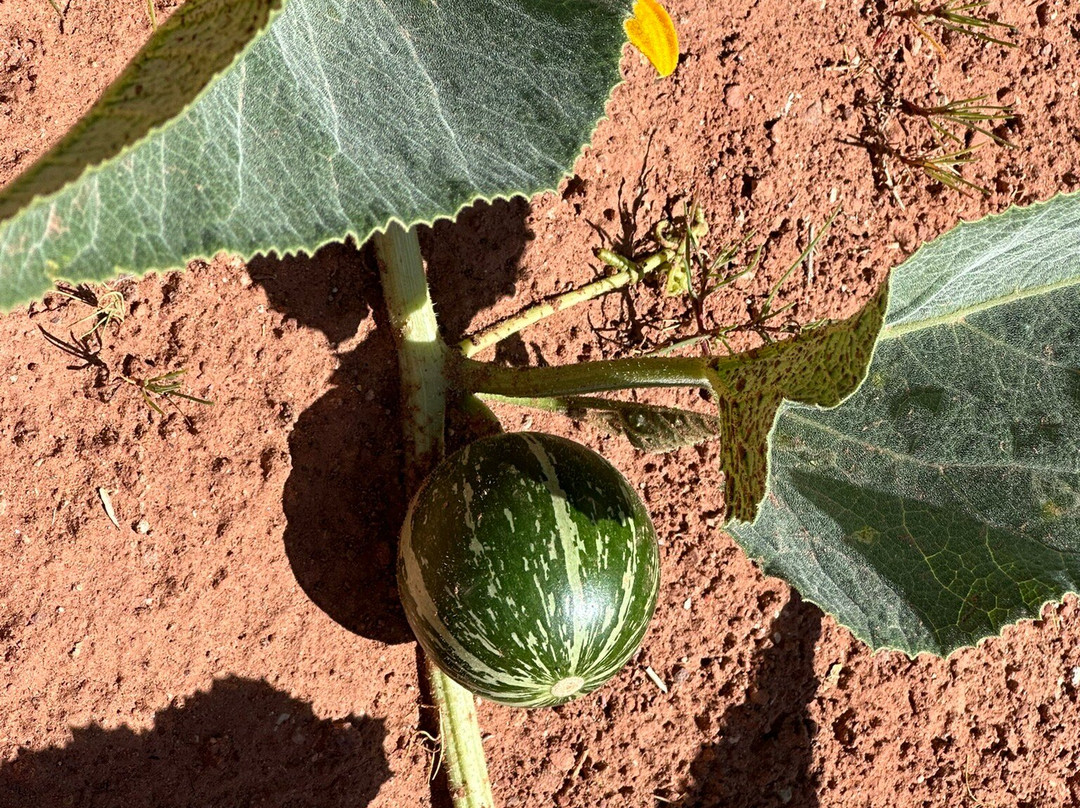 Pa'rus Trail-锡安国家公园必去景点