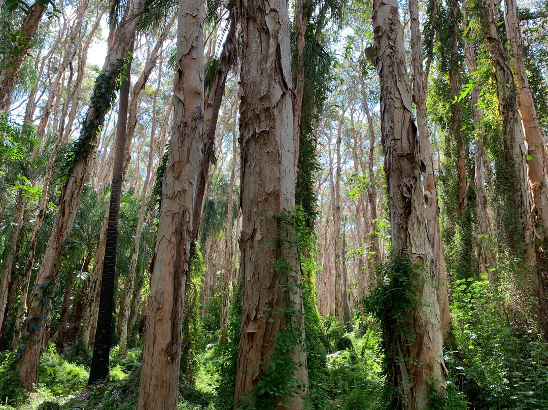 Paperbark Forest Walk-Agnes Water必去景点