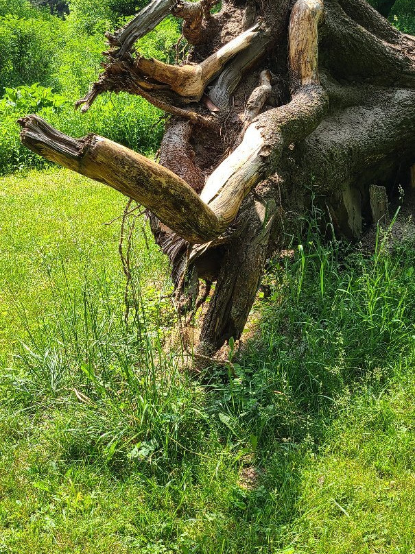 Wildcat Mountain State Park景点图片