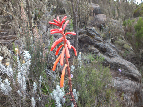 Tanzania Experience-乞力马扎罗山国家公园必去景点