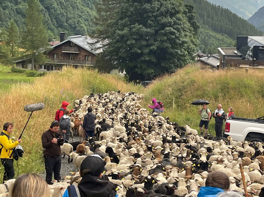 Transhumance Festival in Argentière景点图片