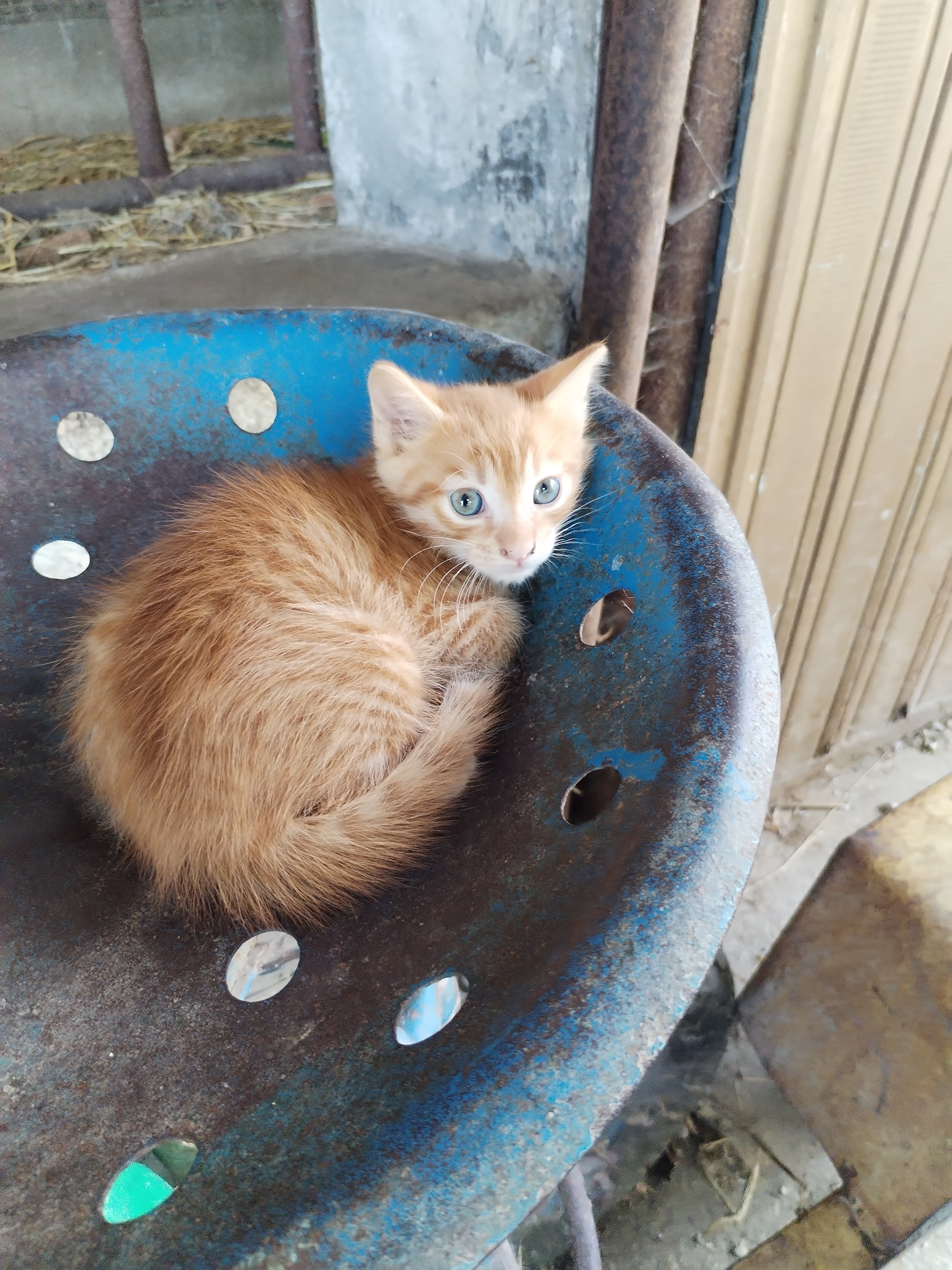 B&B Caradello-官方