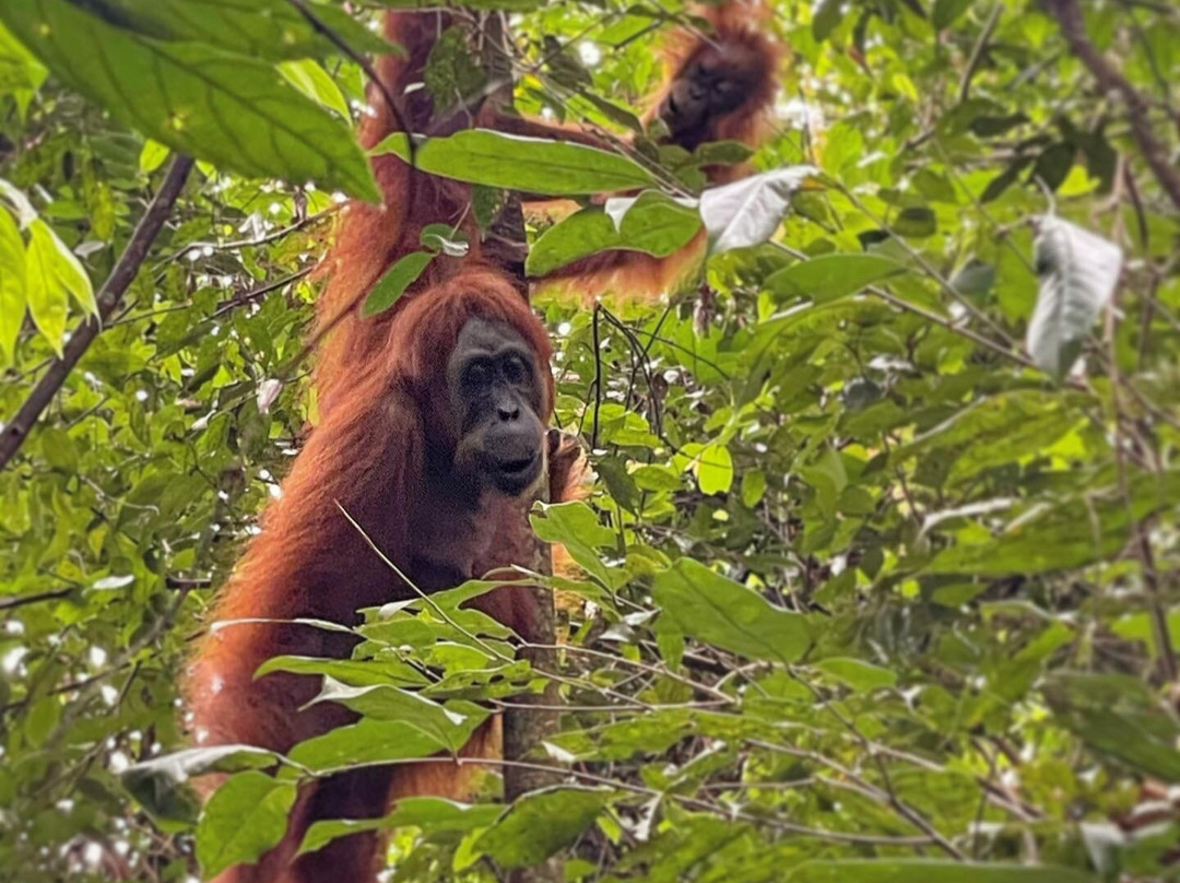 Sumatra Heaven-武吉拉旺必去景点