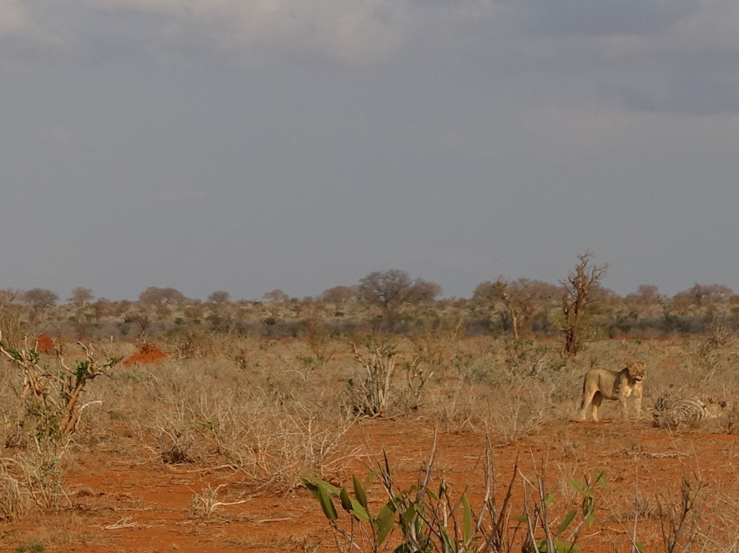 Tsavo East National Park景点图片