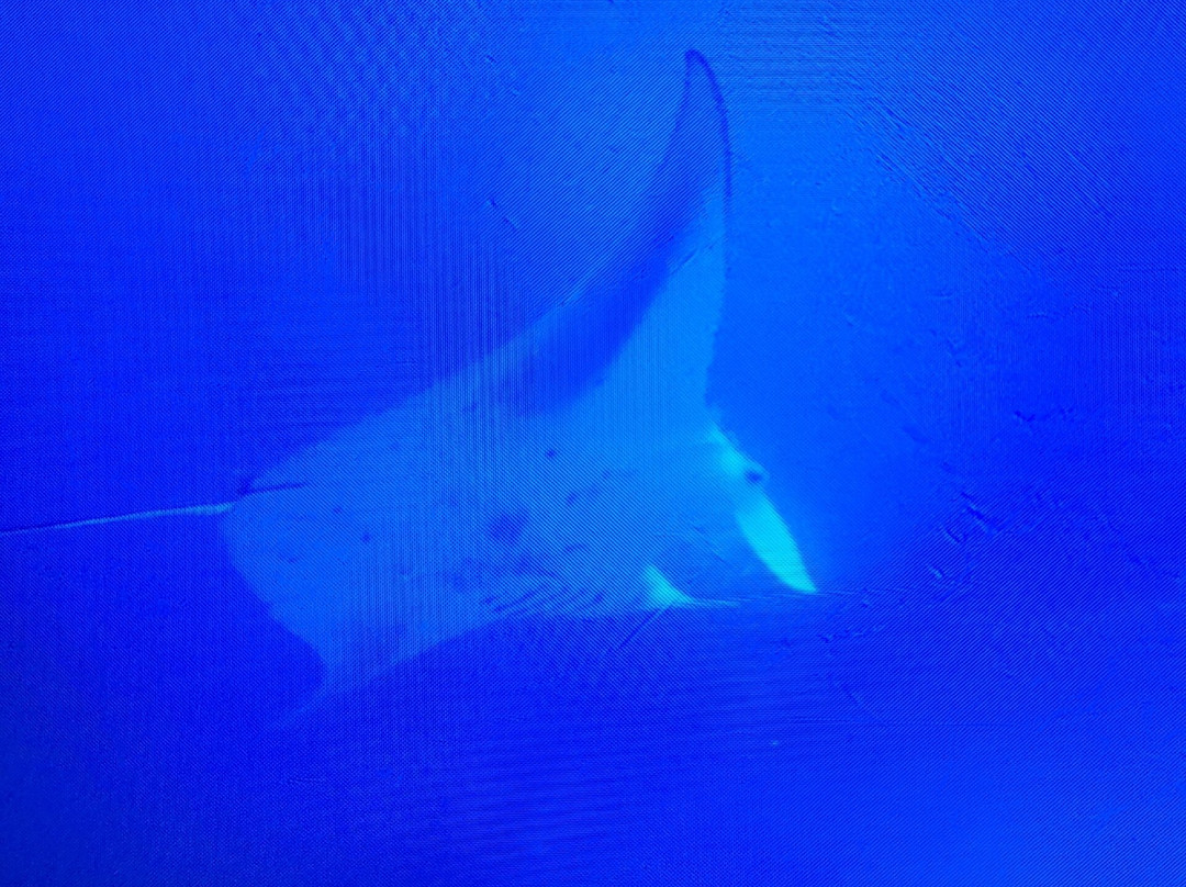 South Ari Dive Center主图