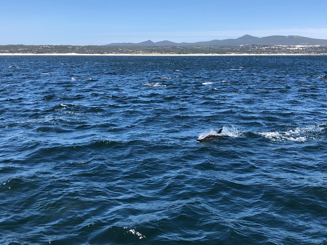 Ivanhoe Sea Safaris-干斯拜必去景点