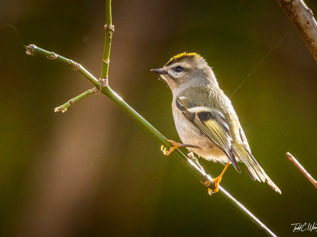 Norman Bird Sanctuary-米德尔敦必去景点