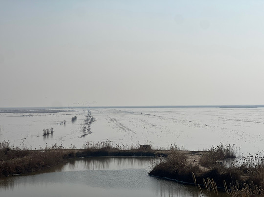 盐城丹顶鹤保护区-东台市必去景点