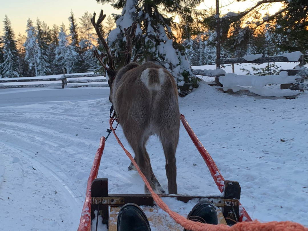 Palosaari Reindeer and Fishing Farm-库萨莫必去景点