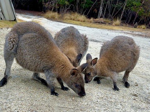 Flinders Island Adventures-Flinders Island必去景点