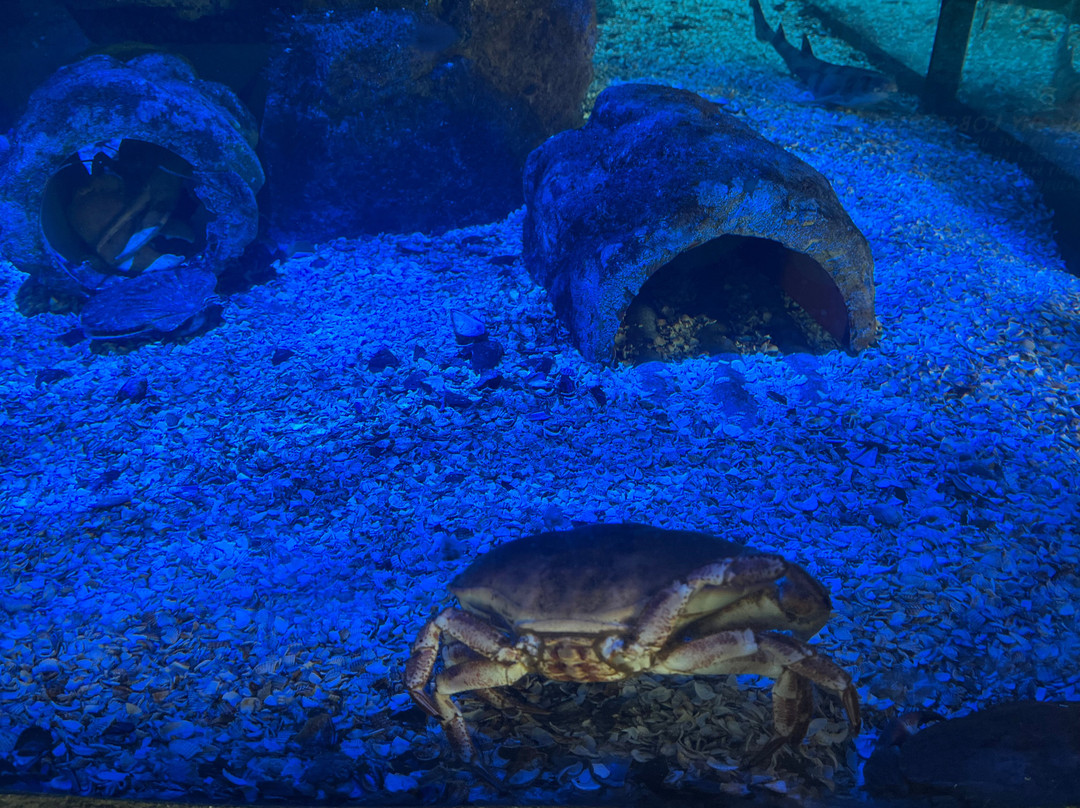 Whitby Marine Discovery Centre & Lobster Hatchery景点图片