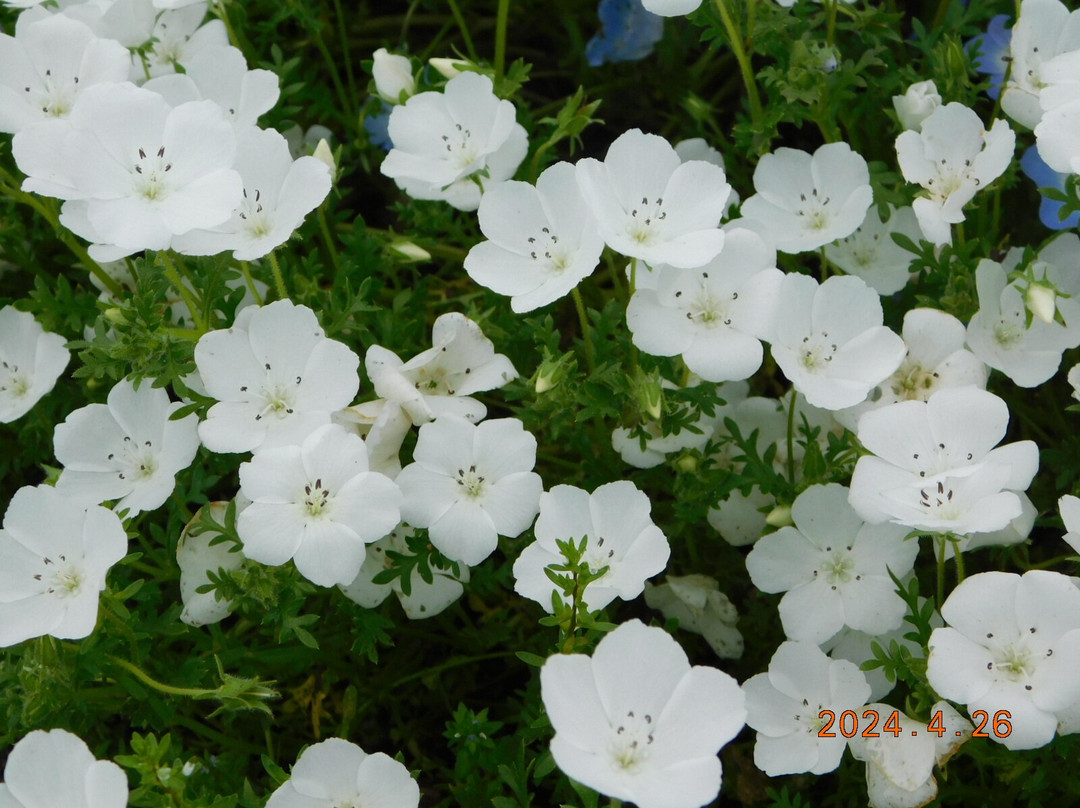 Umami-kyuryo Park-河合町必去景点