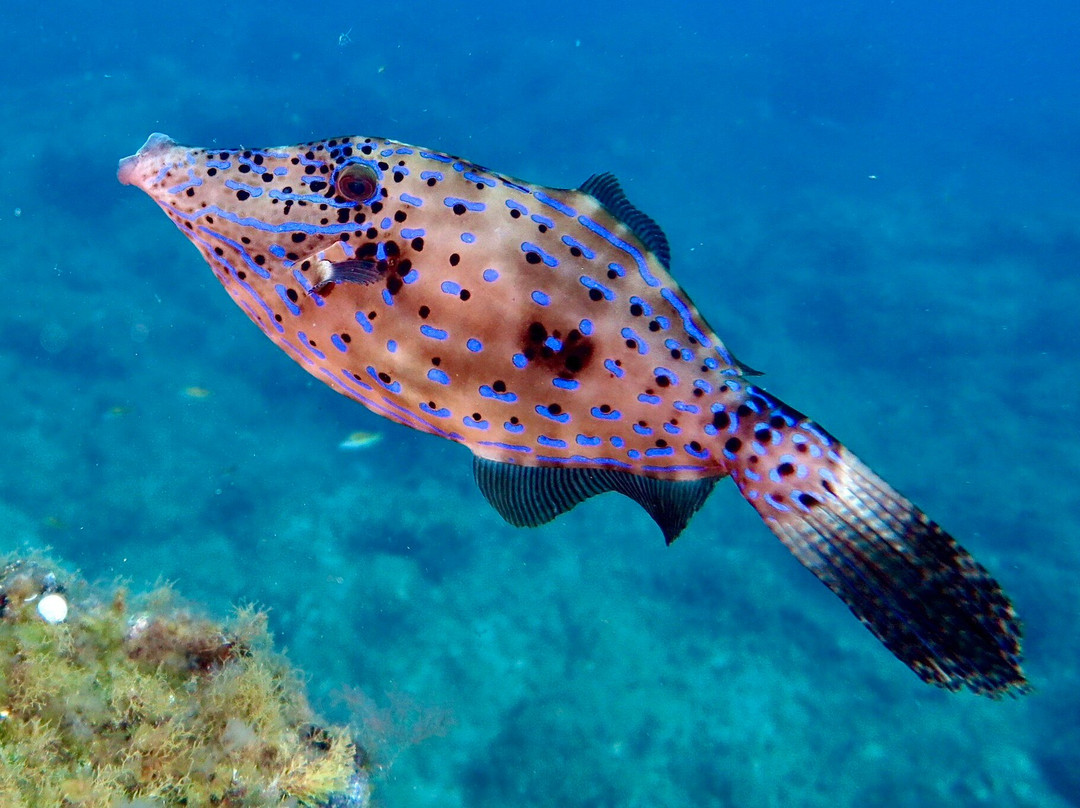 Arrecifal Dive Centre景点图片